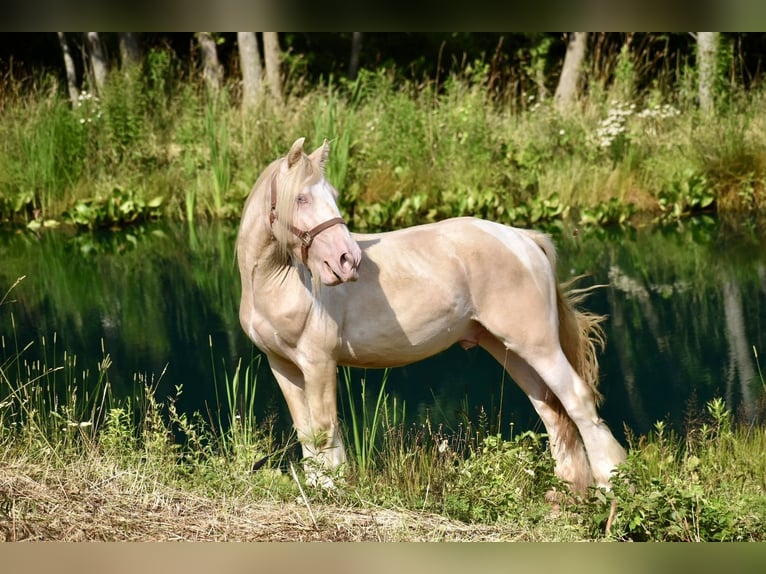 Tinker Hengst 3 Jahre 142 cm Perlino in East Canton