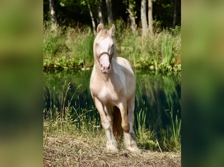 Tinker Hengst 3 Jahre 142 cm Perlino in East Canton