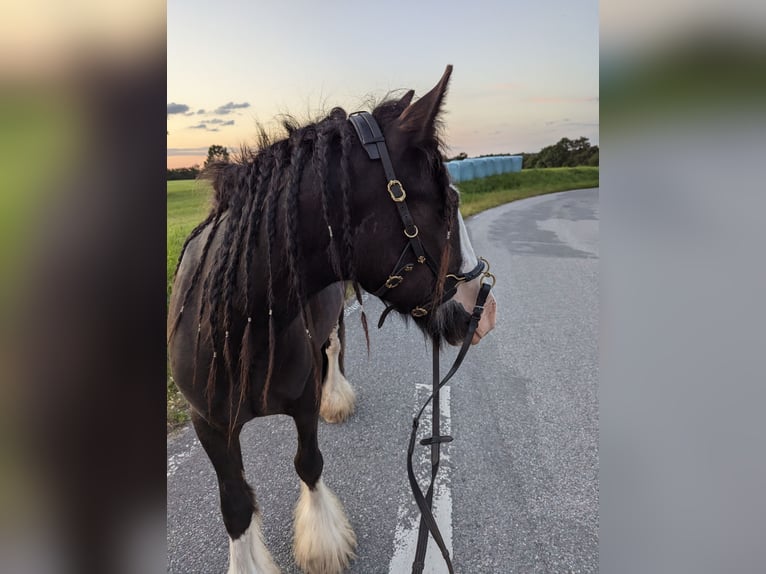 Tinker Hengst 3 Jahre 145 cm Schecke in Ahrensb&#xF6;k