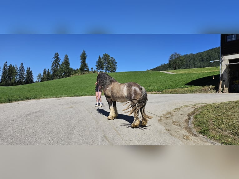 Tinker Hengst 3 Jahre 153 cm Buckskin in Metnitz