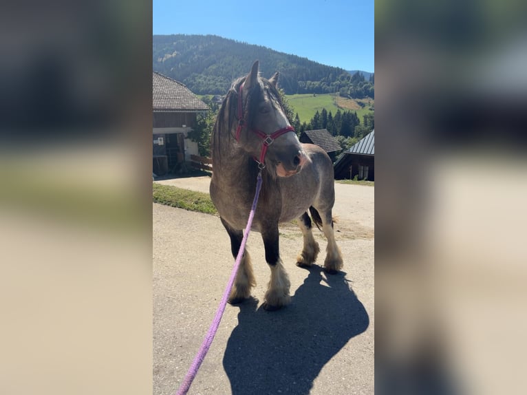 Tinker Hengst 3 Jahre 153 cm Buckskin in Metnitz