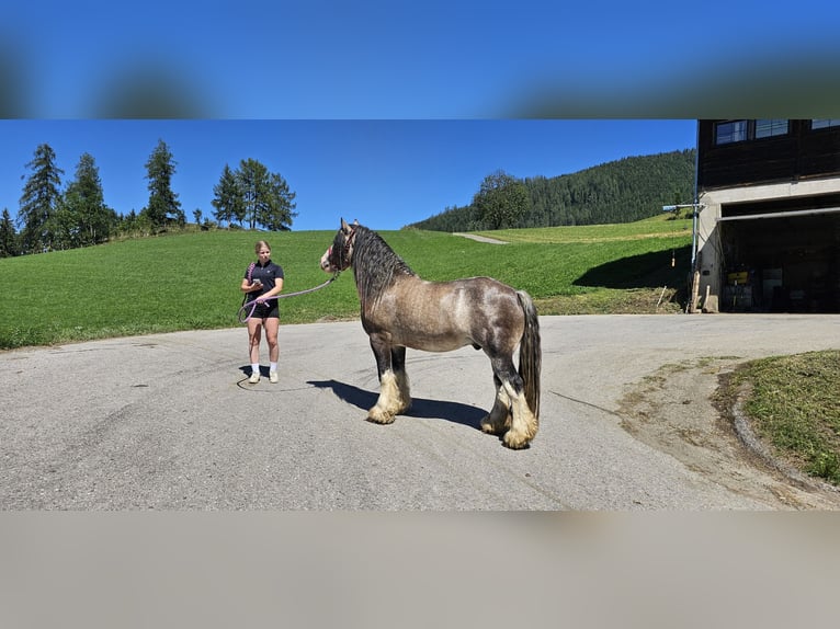 Tinker Hengst 3 Jahre 153 cm Buckskin in Metnitz