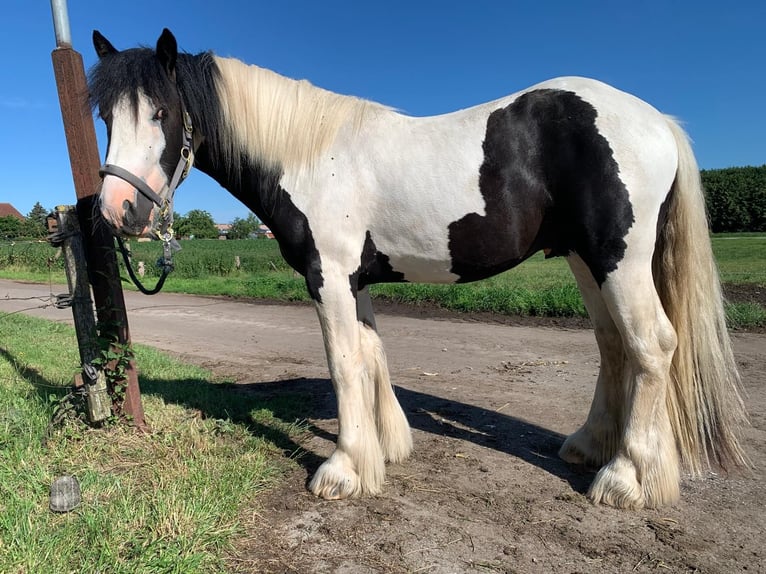 Tinker Hengst 3 Jahre 156 cm Schecke in Bollewick