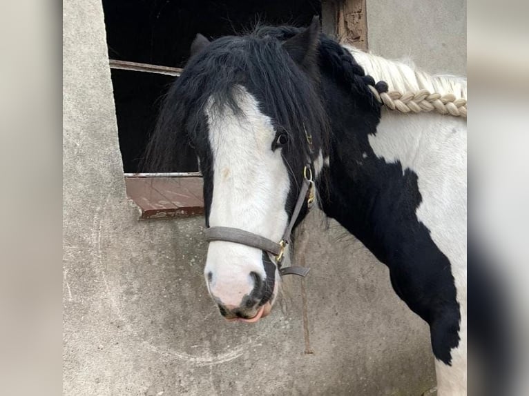 Tinker Hengst 3 Jahre 156 cm Schecke in Bollewick