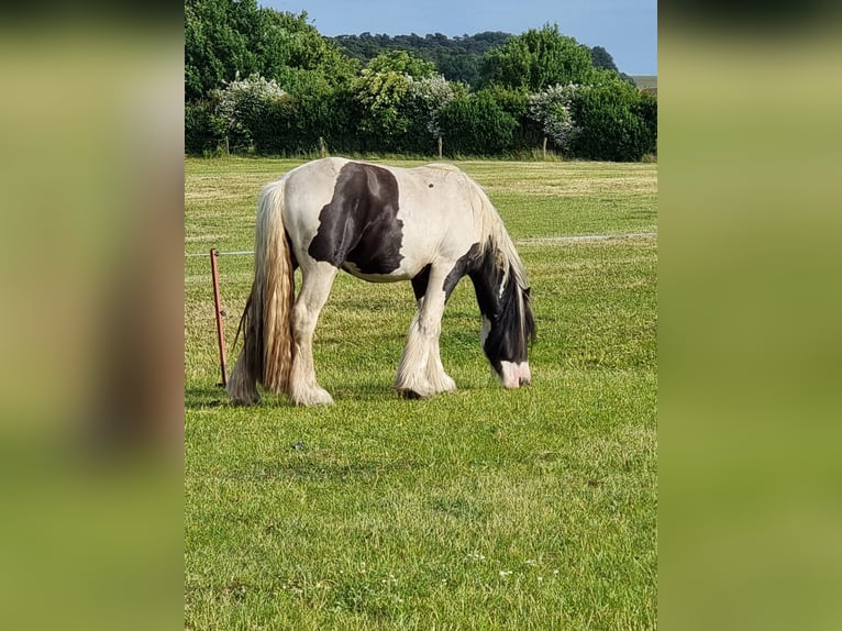 Tinker Hengst 3 Jahre 156 cm Schecke in Bollewick