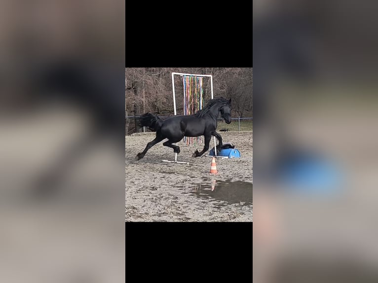 Tinker Hengst 3 Jahre 164 cm Rappe in Miko&#x142;&#xF3;w