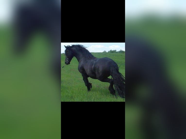 Tinker Hengst 3 Jahre 164 cm Rappe in Miko&#x142;&#xF3;w