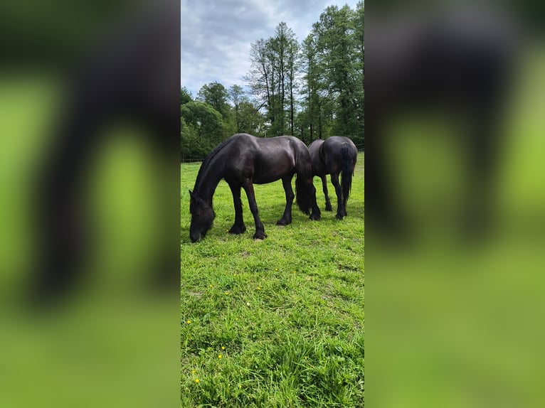 Tinker Hengst 3 Jahre 164 cm Rappe in Miko&#x142;&#xF3;w