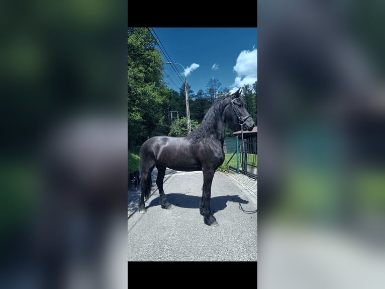 Tinker Hengst 3 Jahre 164 cm Rappe in Miko&#x142;&#xF3;w