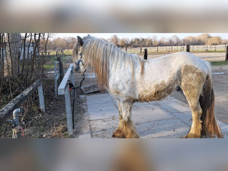 Tinker Hengst 4 Jaar 150 cm Appelschimmel in Ingolstadt