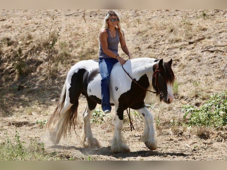 Tinker Hengst 4 Jaar Gevlekt-paard in Mineral Wells