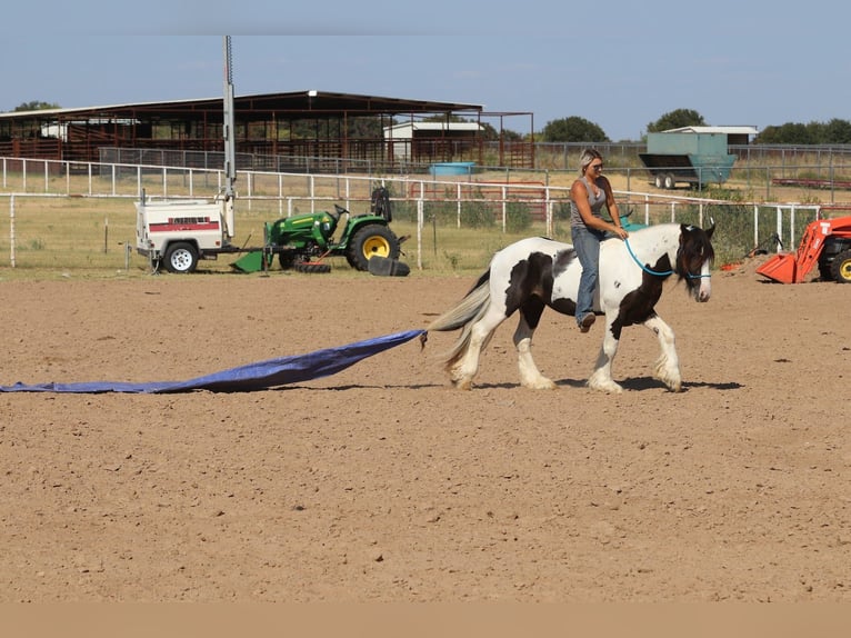 Tinker Hengst 4 Jaar Gevlekt-paard in Mineral Wells