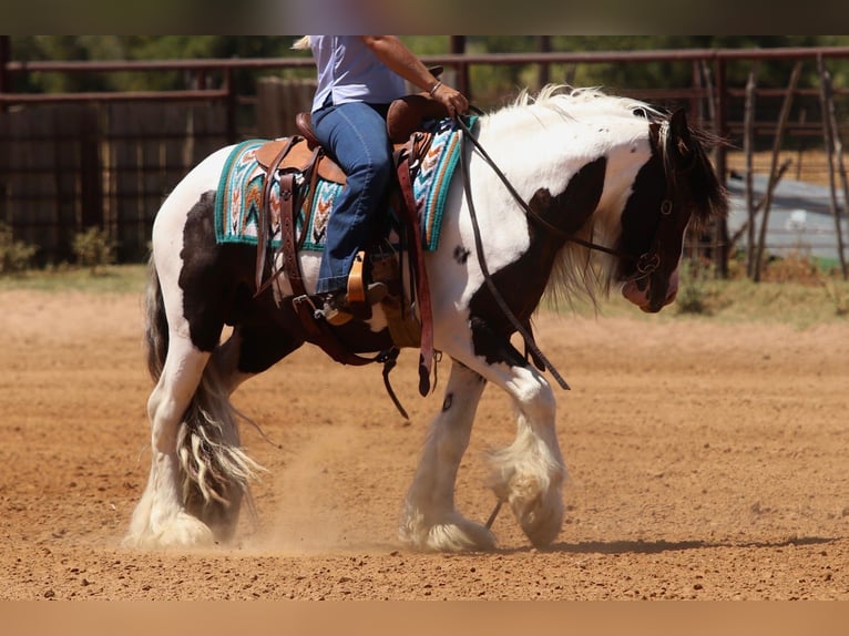 Tinker Hengst 4 Jaar Gevlekt-paard in Mineral Wells