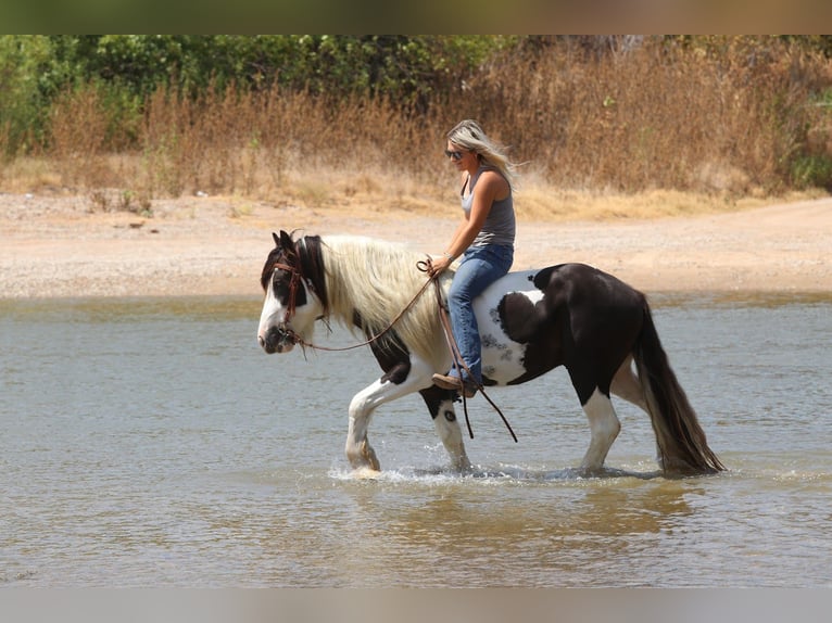 Tinker Hengst 4 Jaar Gevlekt-paard in Mineral Wells