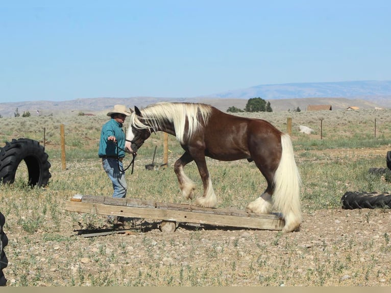 Tinker Hengst 4 Jahre 147 cm in Cody, WY