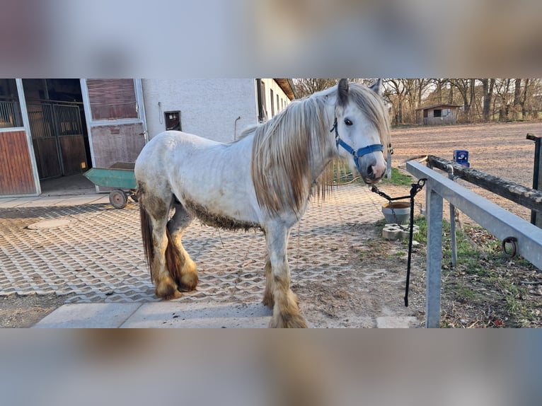 Tinker Hengst 4 Jahre 150 cm Apfelschimmel in Ingolstadt