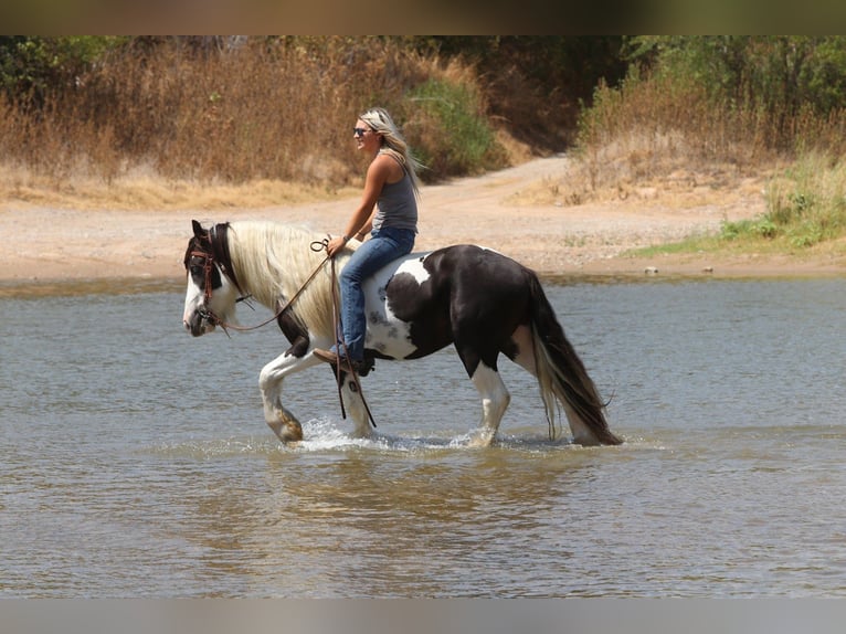 Tinker Hengst 4 Jahre Schecke in Mineral Wells