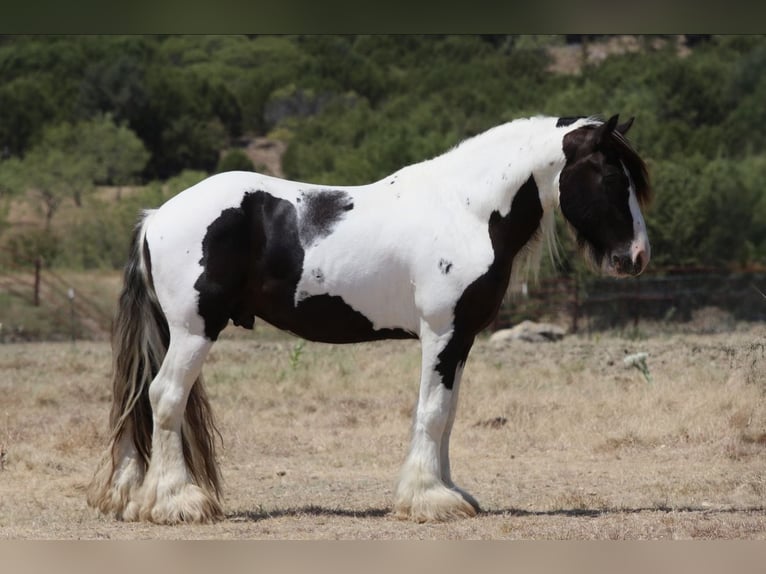 Tinker Hengst 4 Jahre Schecke in Mineral Wells