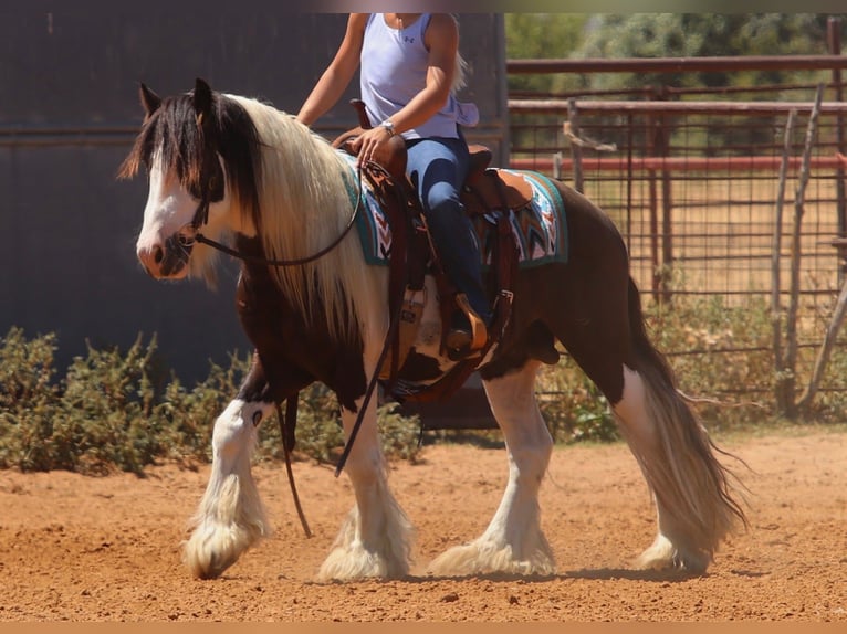 Tinker Hengst 4 Jahre Schecke in Mineral Wells