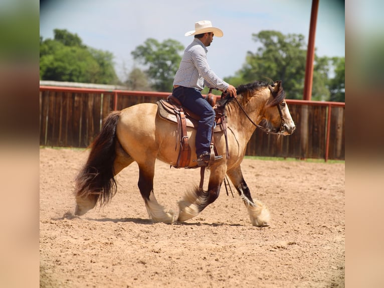 Tinker Hengst 5 Jaar 140 cm Buckskin in Grand Saline