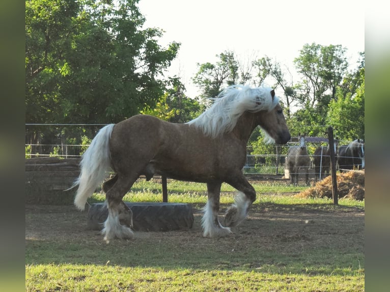 Tinker Hengst 5 Jaar 160 cm Palomino in Csorvás