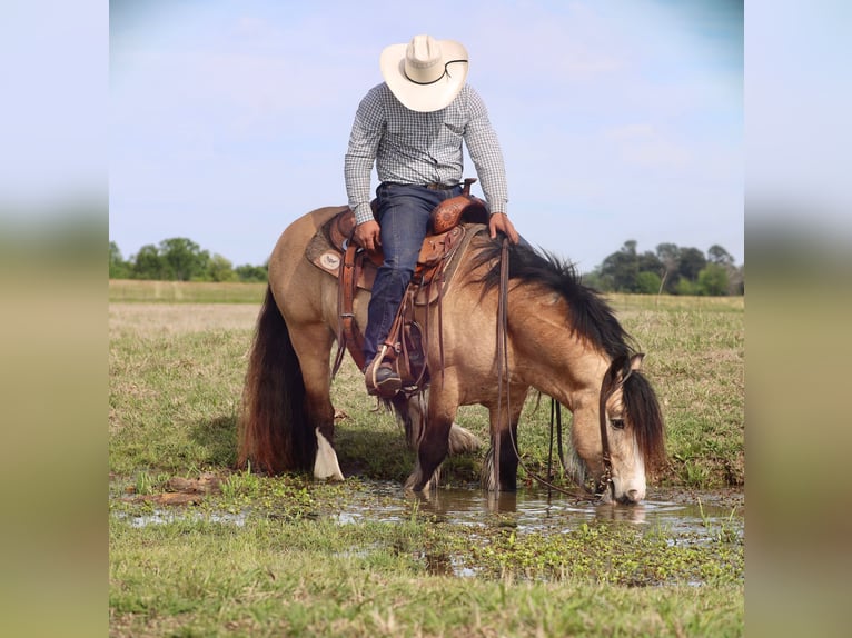 Tinker Hengst 5 Jahre 140 cm Buckskin in Grand Saline