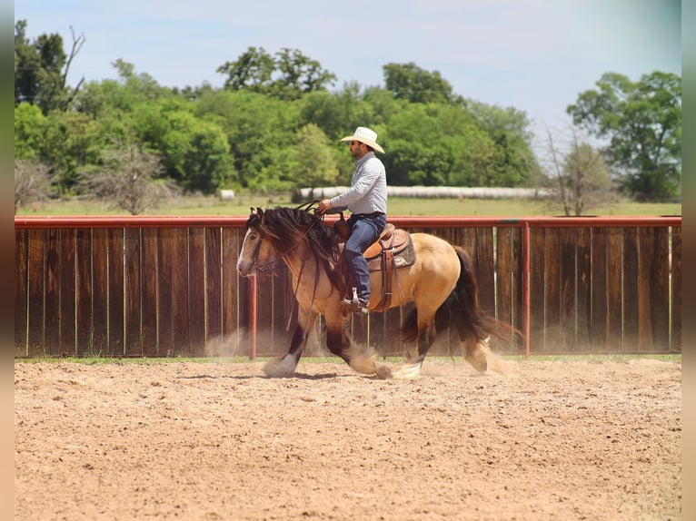 Tinker Hengst 5 Jahre 140 cm Buckskin in Grand Saline