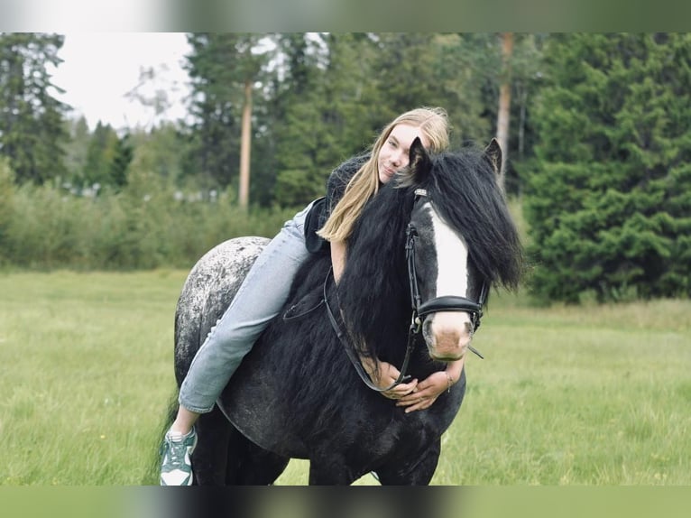 Tinker Hengst 5 Jahre 143 cm Tigerschecke in Föllinge