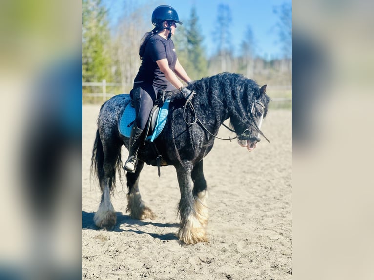 Tinker Hengst 5 Jahre 143 cm Tigerschecke in Föllinge