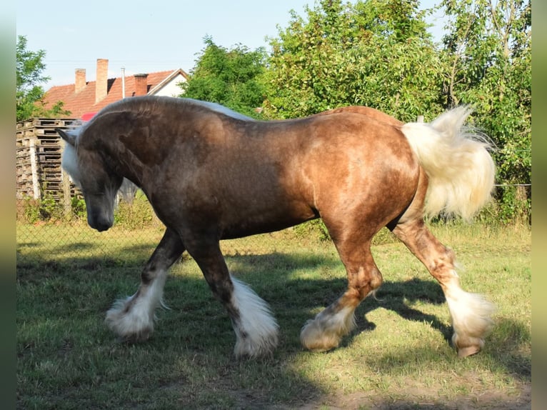 Tinker Hengst 5 Jahre 160 cm Palomino in Csorvás