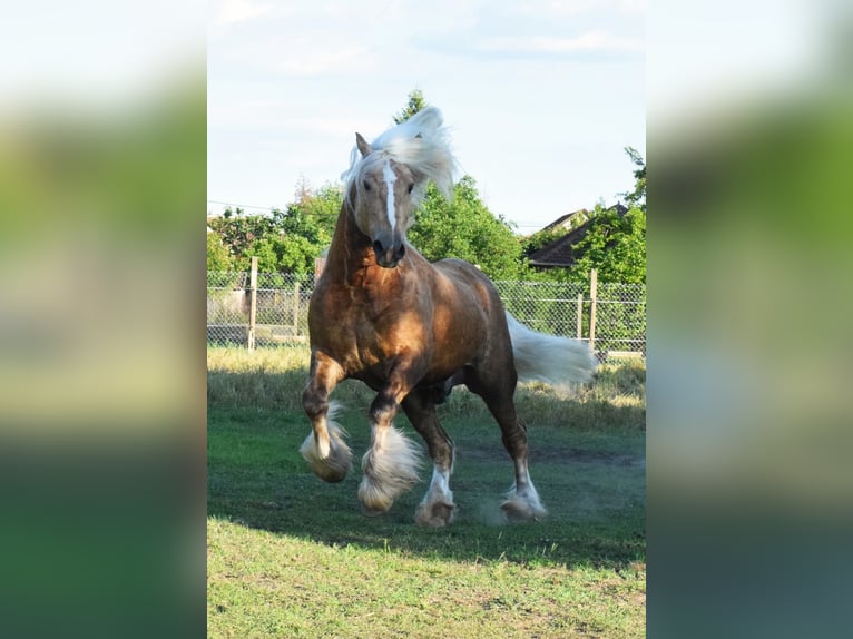 Tinker Hengst 5 Jahre 160 cm Palomino in Csorvás
