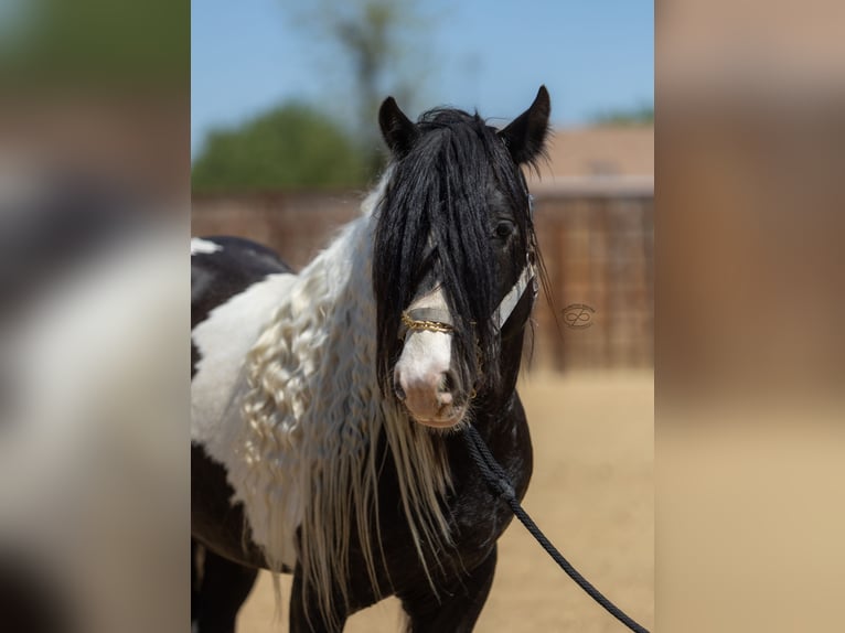 Tinker Hengst 5 Jahre Tigerschecke in Bakersfield