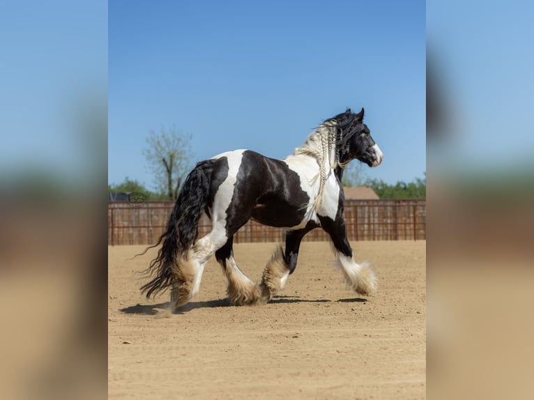 Tinker Hengst 5 Jahre Tigerschecke in Bakersfield