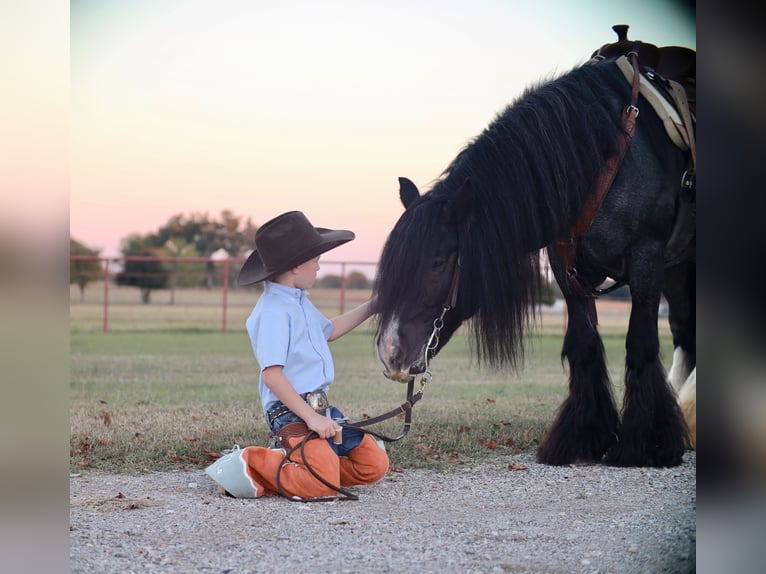 Tinker Hengst 6 Jaar 150 cm Roan-Blue in Grand Saline