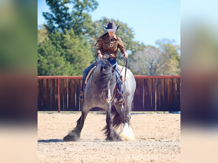 Tinker Hengst 6 Jaar 150 cm Roan-Blue in Grand Saline