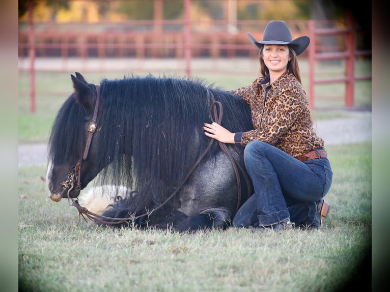 Tinker Hengst 6 Jaar 150 cm Roan-Blue in Grand Saline