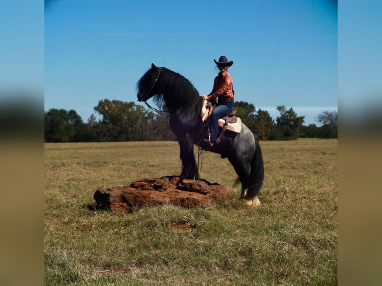 Tinker Hengst 6 Jaar 150 cm Roan-Blue in Grand Saline