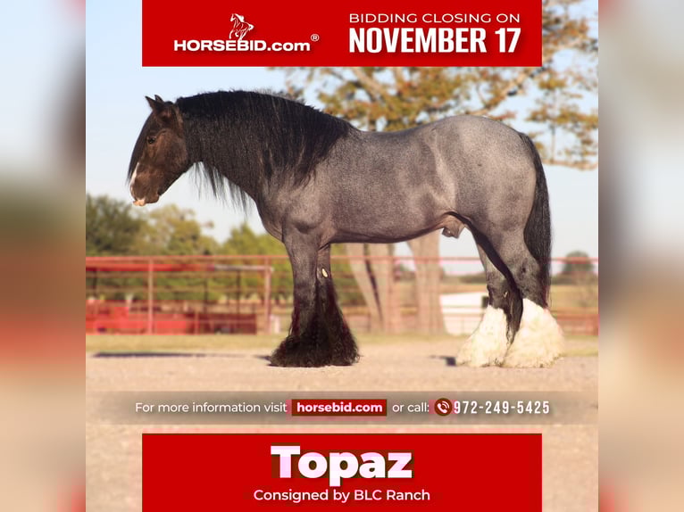 Tinker Hengst 6 Jaar 150 cm Roan-Blue in Grand Saline