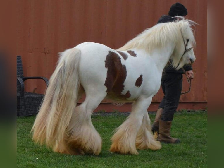 Tinker Hengst 6 Jahre 125 cm Schecke in St. Gallen