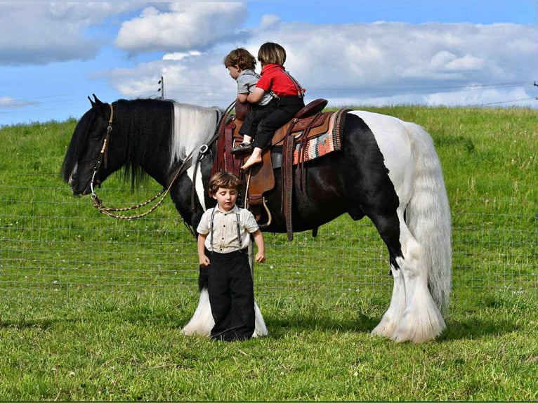 Tinker Hengst 6 Jahre 150 cm in Rebersburg, PA