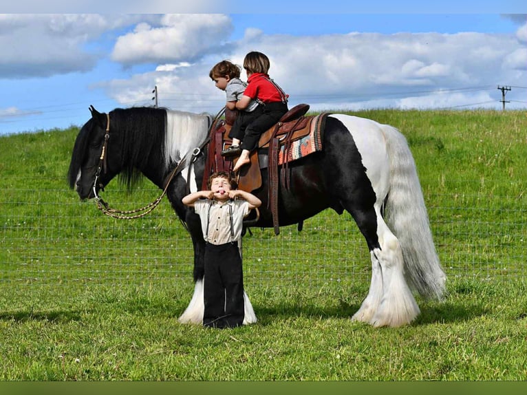 Tinker Hengst 6 Jahre 150 cm in Rebersburg, PA