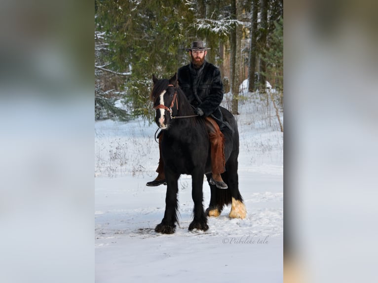 Tinker Hengst 6 Jahre 152 cm Rappe in kohila