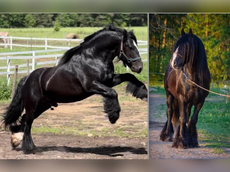 Tinker Hengst 6 Jahre 152 cm Rappe in kohila