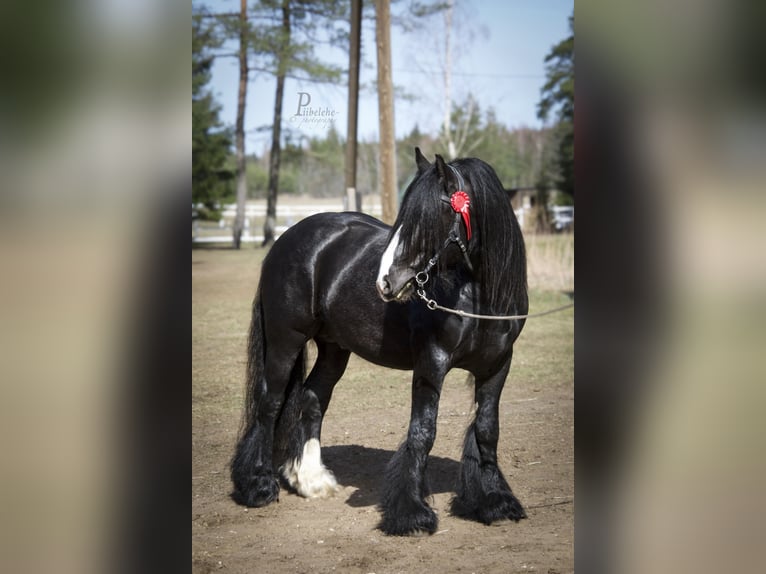 Tinker Hengst 6 Jahre 152 cm Rappe in kohila