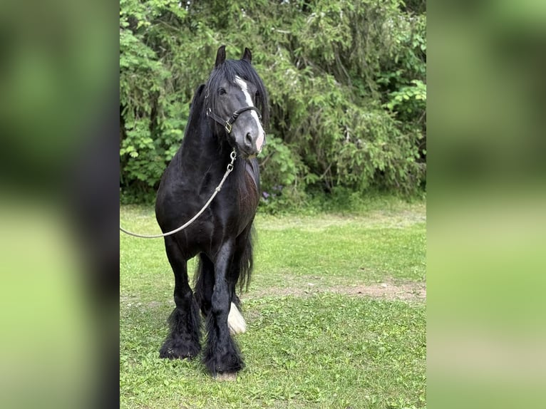 Tinker Hengst 6 Jahre 152 cm Rappe in kohila