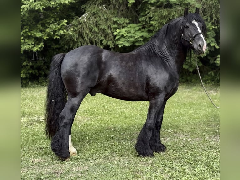 Tinker Hengst 6 Jahre 152 cm Rappe in kohila