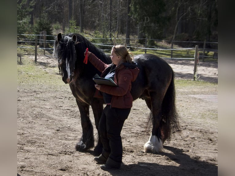 Tinker Hengst 6 Jahre 152 cm Rappe in kohila