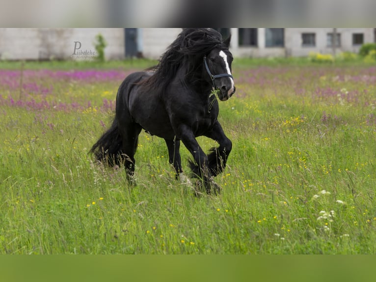 Tinker Hengst 6 Jahre 152 cm Rappe in kohila