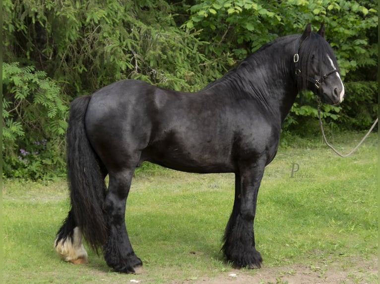 Tinker Hengst 6 Jahre 152 cm Rappe in kohila
