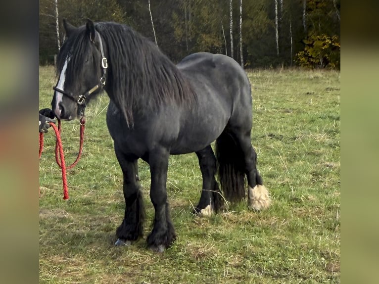 Tinker Hengst 6 Jahre 153 cm Rappe in kohila